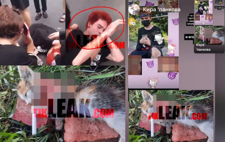 Beheaded Cat: Two 14-year-old Teenage Kittens Brutally Killed