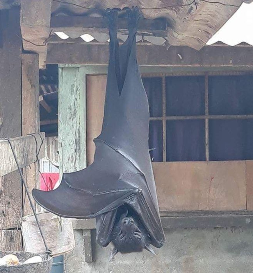 Resident of the Philippines Discovers Giant Bat in His Garage